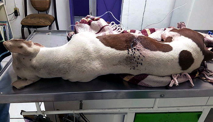 강아지 얼굴에 ‘폭죽’ 터트리고 학대해 죽게만든 십대들