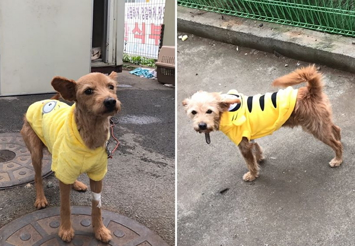 인천공항 강아지 사살…태국 ‘한국 비난 여론’ 확대