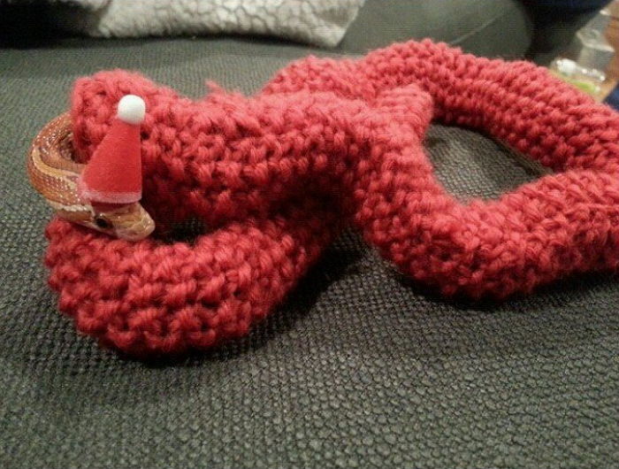 반려뱀에게 분홍빛 ‘털옷’ 짜서 선물한 주인