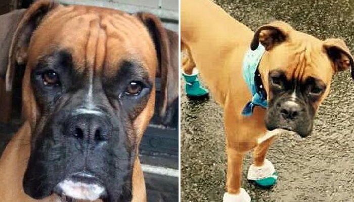 강아지 납치하고 몸값 ‘1,900만 원’ 요구한 납치범