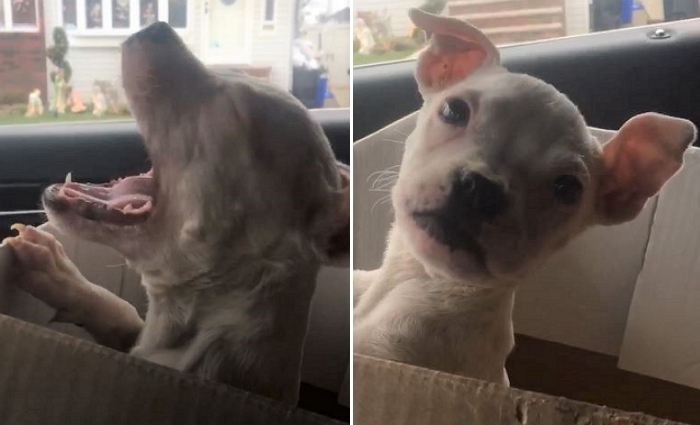 학대 주인에게 구조된 후 ‘기쁨’에 울부짖은 강아지