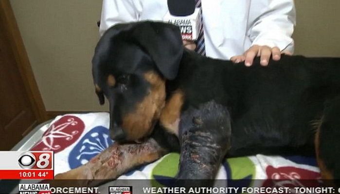 아픈 반려견 질질 끌고 보호소 앞에 버린 주인 (영상)
