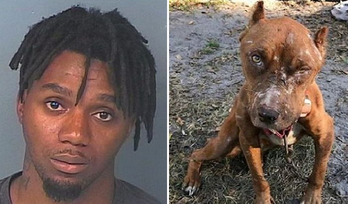 학대와 굶주림에 시달리다 자신의 새끼를 잡아먹은 엄마 강아지