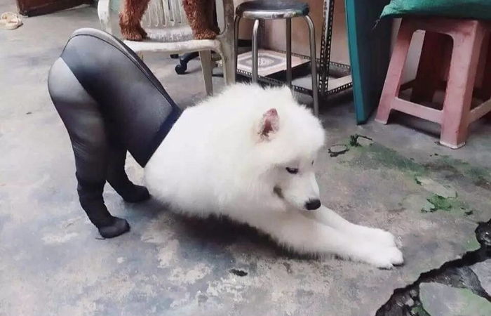 2016년 가장 섹시한(?) 뒤태 선보인 강아지 (사진)