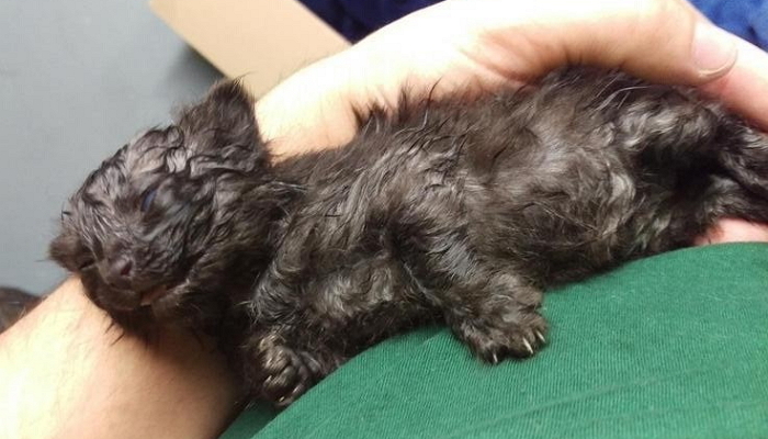 “길에서 비 맞고 죽어가던 아기 길고양이를 구했습니다”