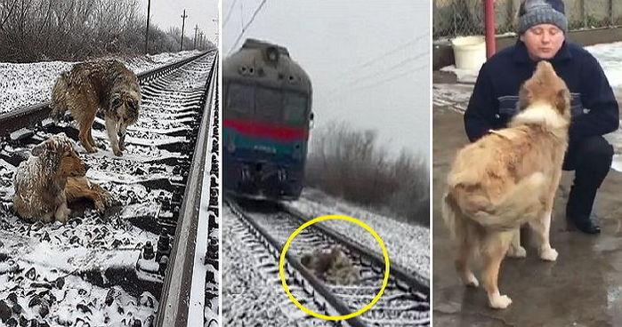 누리꾼 훈훈하게 한 ‘기찻길 멍멍이 커플’이 주인을 만났다 (영상)