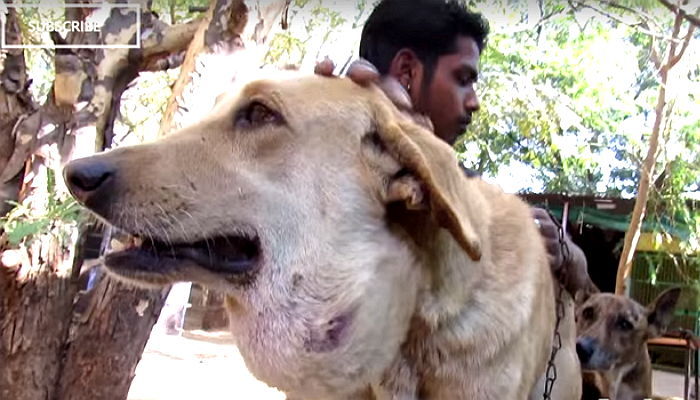 ‘농구공’ 만한 종양 단 채 주인에게 버림받은 강아지 (영상)