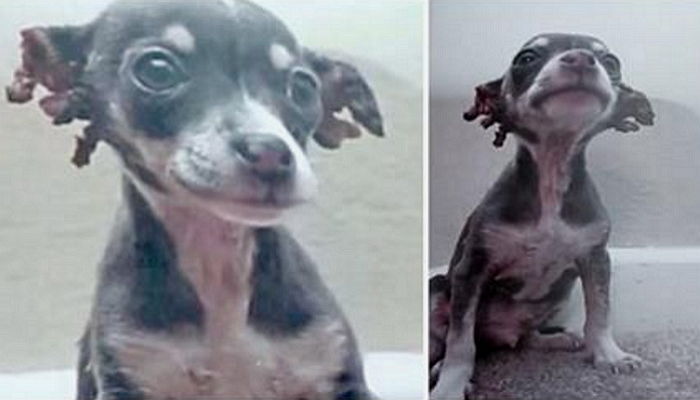 학대로 ‘화상’ 입어 두 귀 모두 잃은 강아지를 입양한 소녀