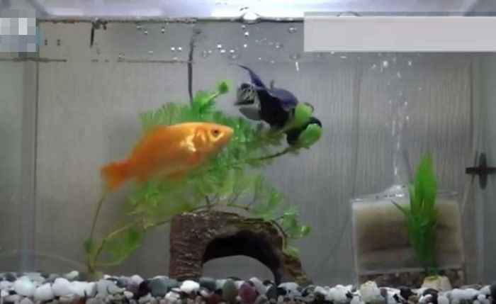 장애 가진 친구 밥 먹을 수 있게 도와주는 금붕어 (영상)