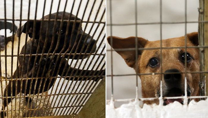 버림당하고도 보호소에서 주인 기다리는 강아지들