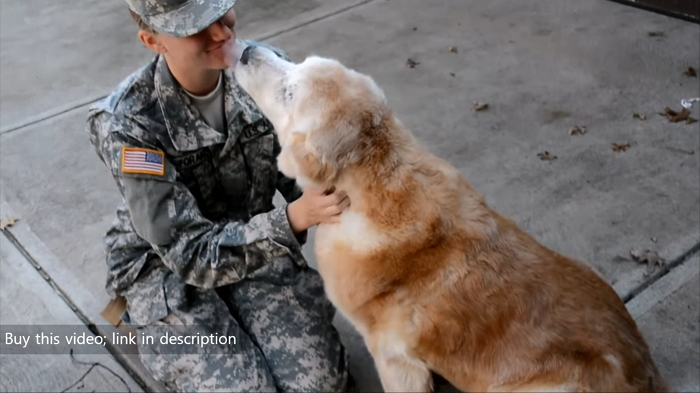 훈련 갔다 돌아온 주인 만나 기뻐하는 늙은 리트리버 (영상)