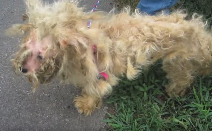 인간을 ‘증오’했던 떠돌이 강아지가 보여준 놀라운 변화