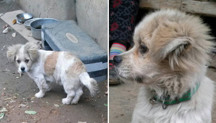 정선에 홀로 남겨져 진드기 가득했던 삼시세끼 ‘사피’의 행복 근황