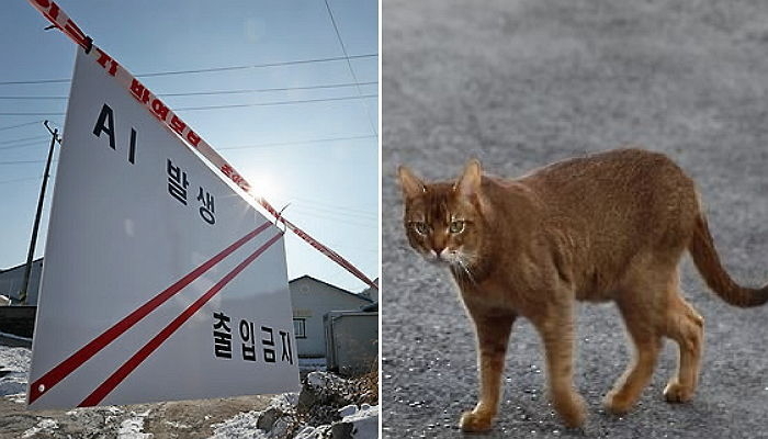 포천서 새끼 길고양이 AI 감염 추가 확진