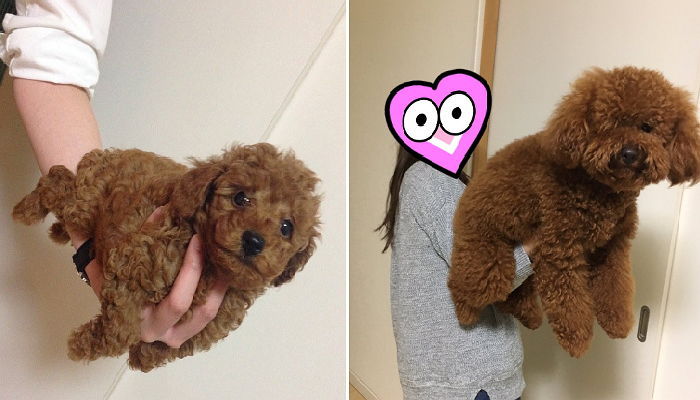 작고 귀여웠던 토이 푸들의 믿을 수 없는 ‘폭풍 성장’