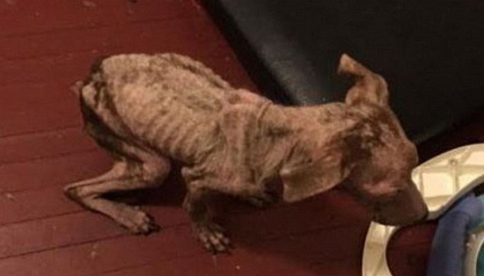 죽어가는 강아지 보고도 ‘휴가’라며 구조거부한 동물 보호소