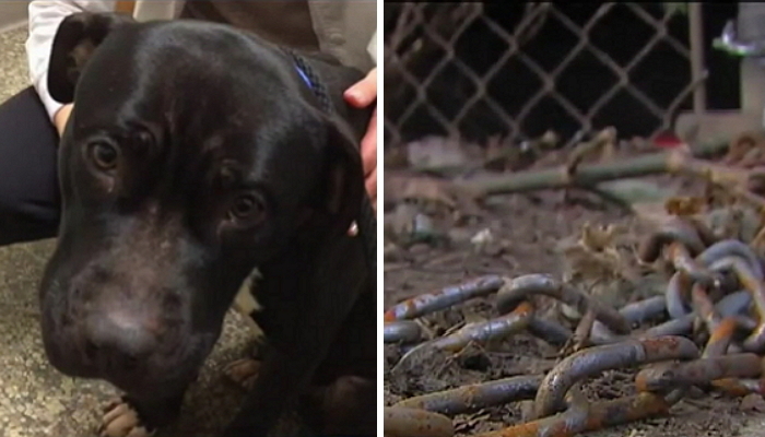 굶주림에 시달리다 ‘쇳조각’까지 집어삼킨 강아지