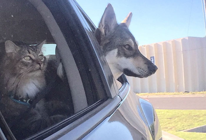 보호소에 있던 아기 길냥이 선택해 ‘단짝’ 친구 만든 멍멍이