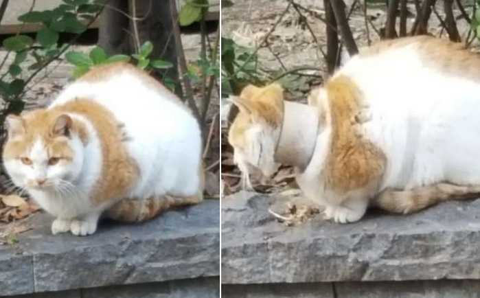 “테이프 심지에 끼이고, 눈 찢기고” 학대 당하는 길고양이들