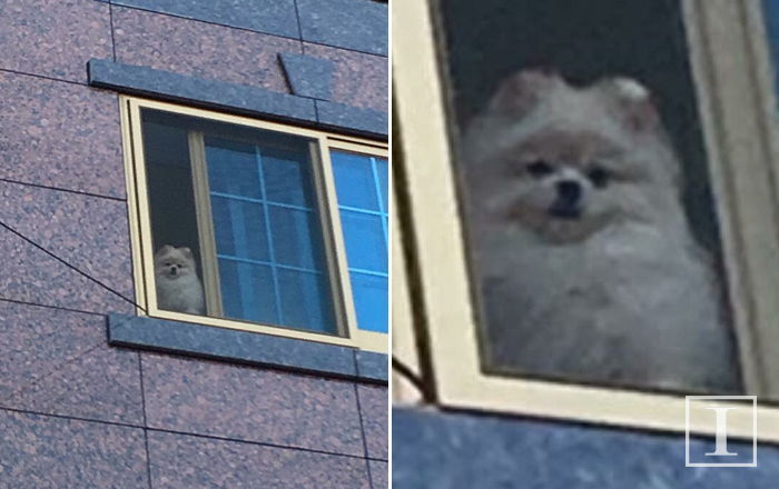 주인 출근하자 창문 밖으로 애처롭게 쳐다보는 멍멍이