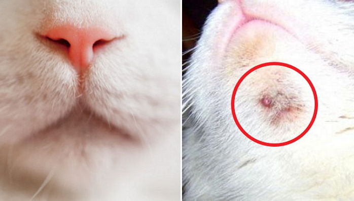 고양이도 얼굴에 ‘여드름’이 나는 걸 아시나요?