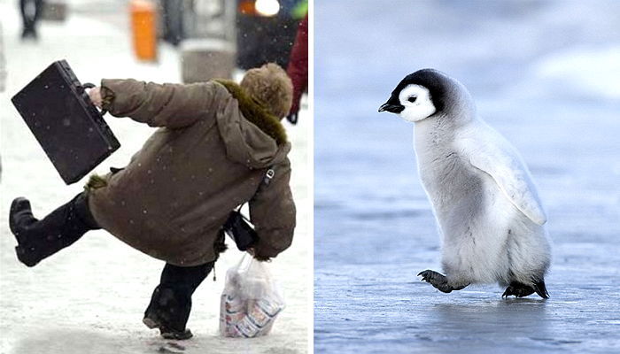 미끄러운 빙판길 사뿐사뿐 걷게 하는 ‘펭귄 걸음’