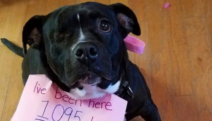 오른쪽 눈 없어 ‘3년’ 동안 입양 거절당한 핏불의 슬픈 눈망울