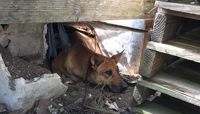 유기견이 주인에게 버려진 곳을 떠나지 못한 이유