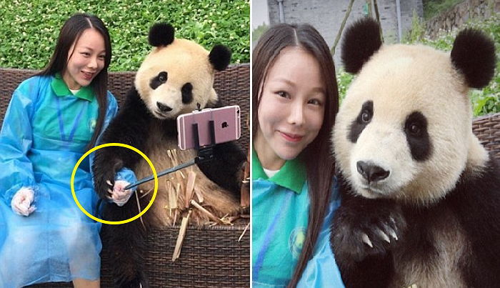 셀카봉 붙잡고 ‘얼짱 각도’로 사진 찍는 판다 (사진)