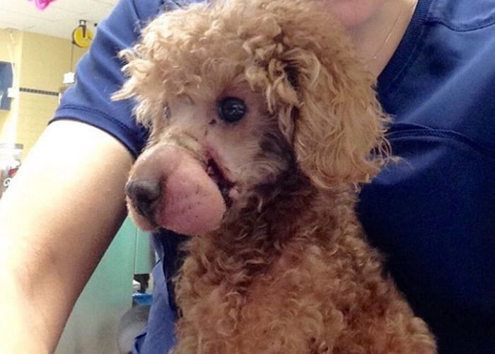 추운 겨울 입 ‘고무 밴드’로 꽁꽁 묶인 채 버려진 푸들