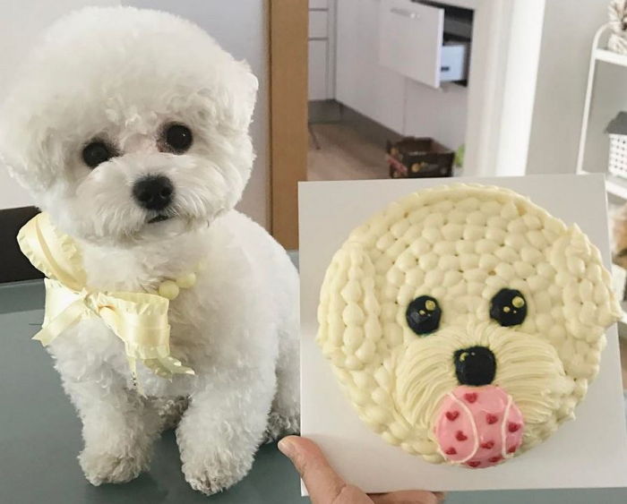 첫 생일 맞아 자신과 똑같이 생긴 케이크 선물 받은 멍멍이