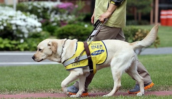 60대 시각장애인, 안내견과 함께 걷다 기차에 치여 사망