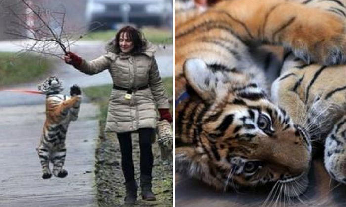 자신을 반려견으로 착각하고 애교 부리는 ‘맹수의 왕’ 호랑이
