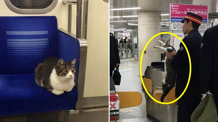 지하철 ‘무임승차’하다 역무원에게 붙잡혀 쫓겨난 고양이