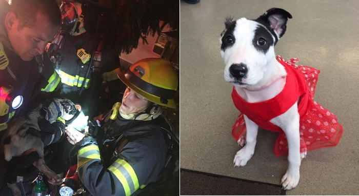 화재서 자신을 구해준 소방관에게 ‘뽀뽀세례’ 퍼붓는 강아지 (영상)