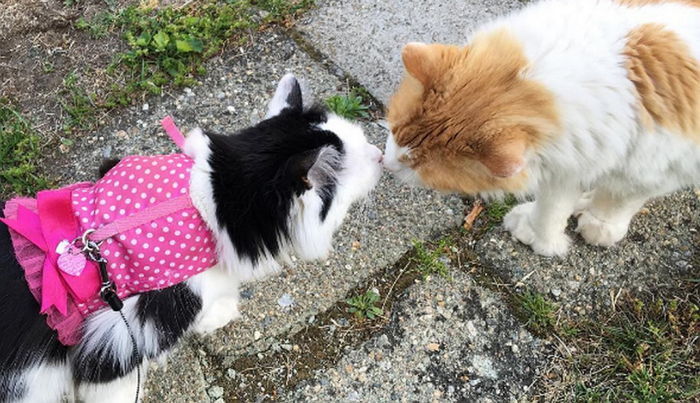 매일 옆집 ‘단짝’ 고양이 만나기 위해 마실 나가는 냥이 (사진 10장)