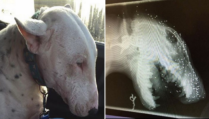 머리에 총알 파편 ‘50개’ 박힌 채 구조된 강아지