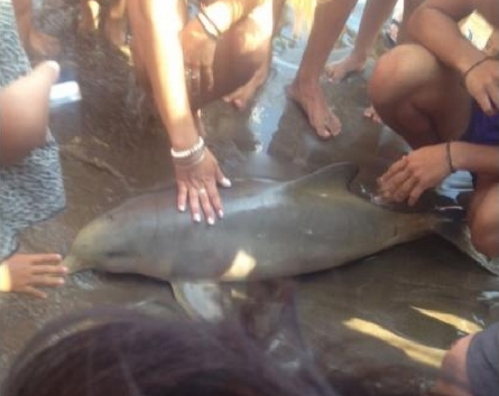 셀카 찍으려 마구잡이로 ‘아기 돌고래’ 만져 죽인 시민들 (영상)