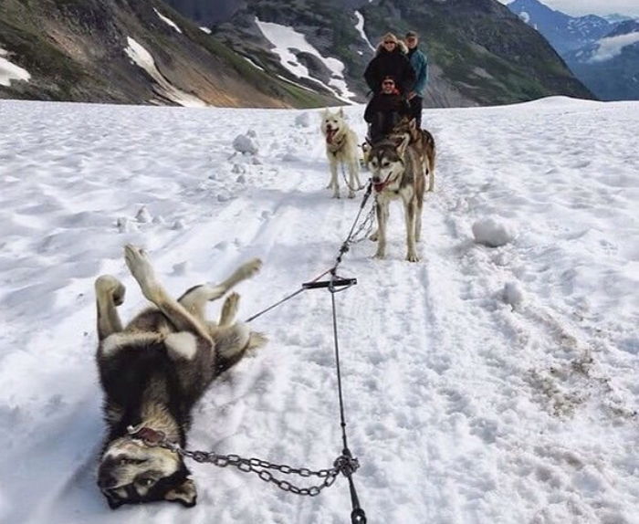 “더 못가요” 눈밭서 놀고 싶어 바닥에 벌러덩 누운 허스키