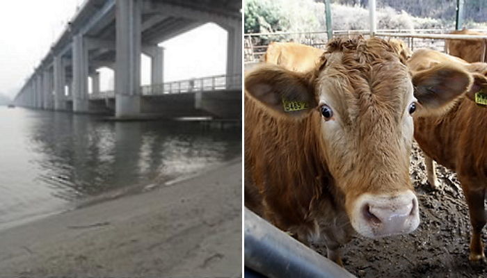 “딸 건강하게 해주세요” 한강에 소 머리·돼지 사체 버린 남성