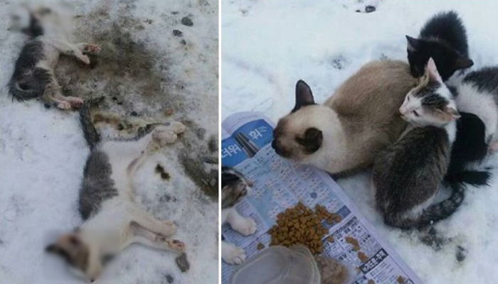 엄동설한 산 밑에 버려져 얼어 죽은 아기고양이들