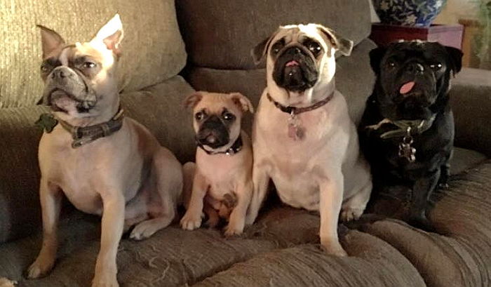 휴가 나온 ‘군인 오빠’에게 뽀뽀하며 애교부리는 강아지들 (영상)