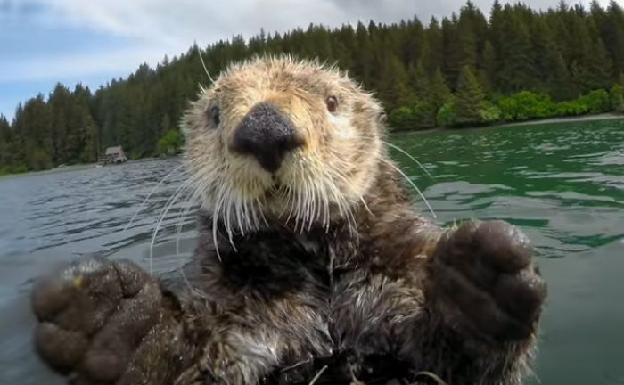 ‘로봇 해달’이 다가오자 하이파이브 하며 반기는 진짜 해달 (영상)