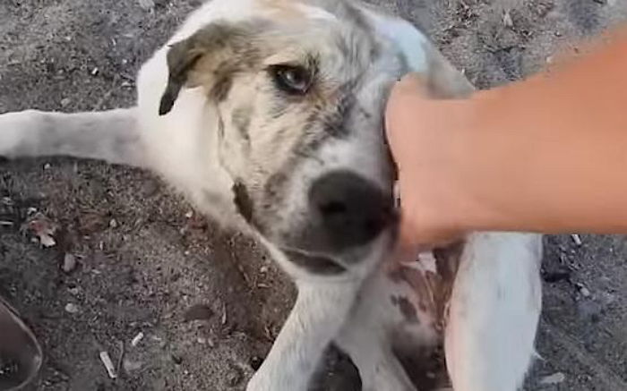 처음 받은 따뜻한 손길에 유기견은 ‘눈물’을 흘렸다