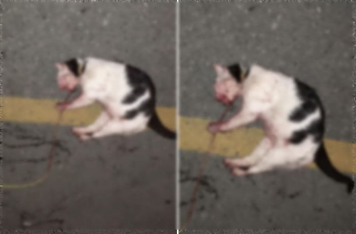 길냥이 구조한다며 올무로 피범벅 만든 동물보호소 직원 (영상)