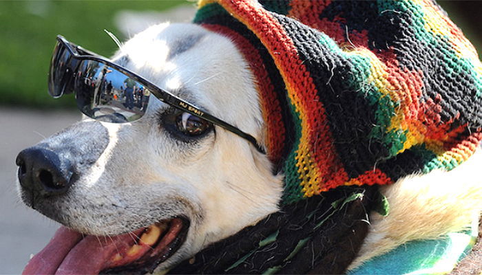 “강아지가 가장 좋아하는 음악 장르는 ‘레게’다” (연구)