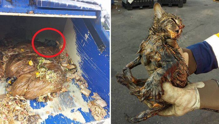 음식물 쓰레기 뒤집어 쓴 채 “살려달라” 구조 신호 보낸 길냥이