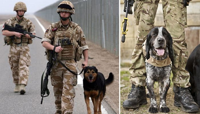 아픈곳 없지만 늙었다는 이유로 처형 당하는 군견들