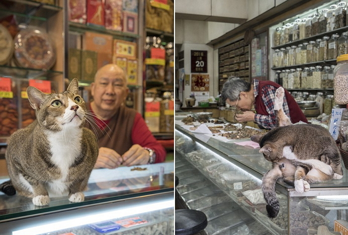 가게 앞에서 매력발산하며 ‘호객행위’ 하는 고양이들