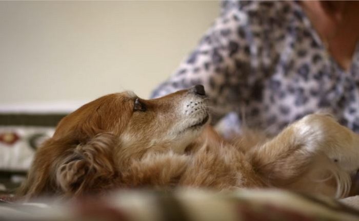 주인 암에 걸린 사실 먼저 알아채 ‘우울증’ 걸린 강아지 (영상)